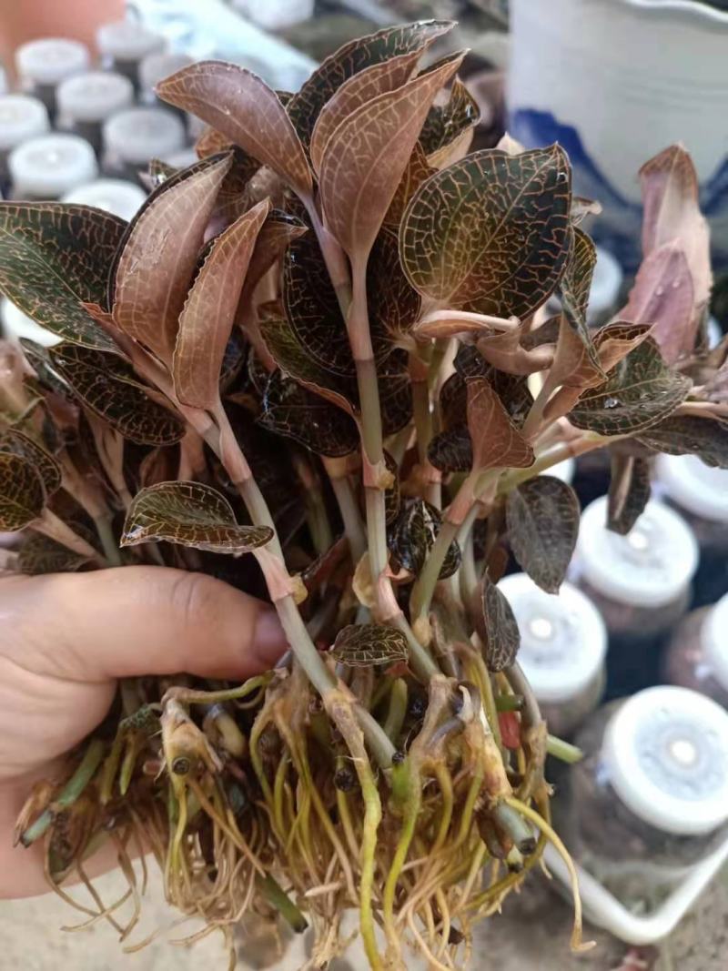 福建金线莲鲜货(一盒250g)货源充足量大从优质量保证