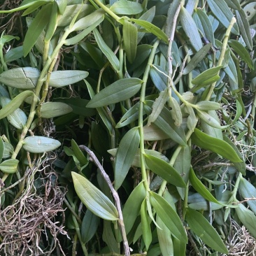 广西十万大山野生小黄草美花石斛，长在深山老林之中