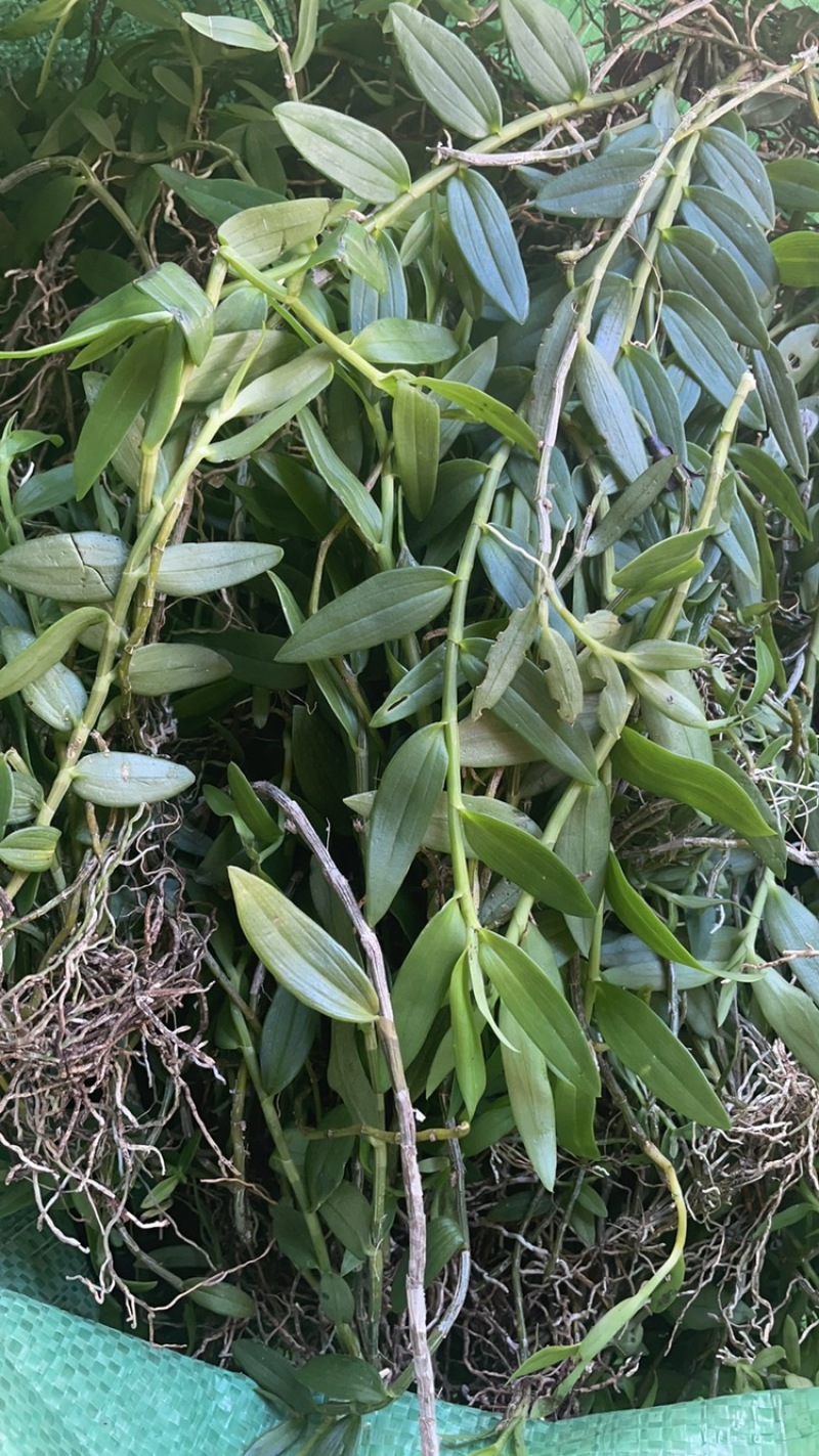广西十万大山野生小黄草美花石斛，长在深山老林之中