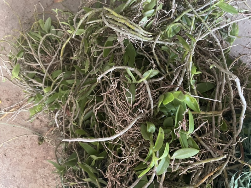 广西十万大山野生小黄草美花石斛，长在深山老林之中