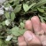 新鲜抱石莲石瓜子瓜子金鱼鳖草广西产地直发量大价优