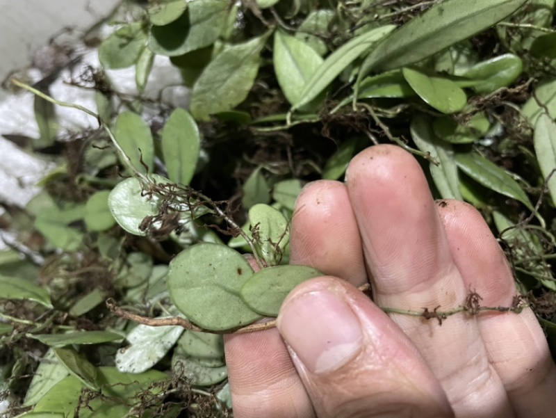 新鲜抱石莲石瓜子瓜子金鱼鳖草广西产地直发量大价优