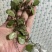 新鲜抱石莲石瓜子瓜子金鱼鳖草广西产地直发量大价优