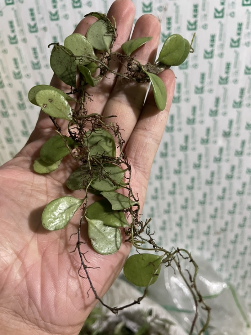 新鲜抱石莲石瓜子瓜子金鱼鳖草广西产地直发量大价优