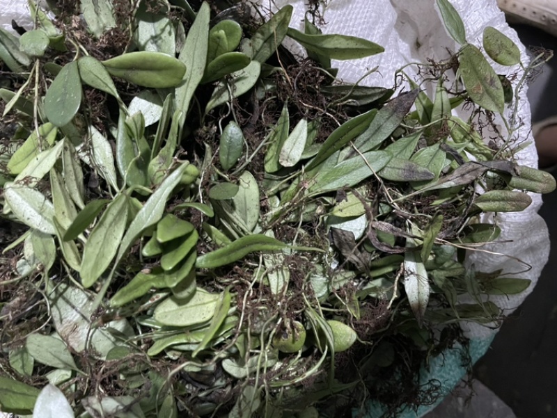 新鲜抱石莲石瓜子瓜子金鱼鳖草广西产地直发量大价优