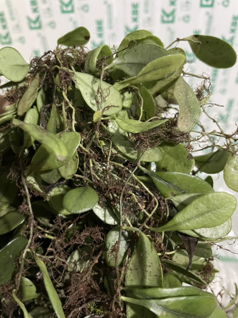 新鲜抱石莲石瓜子瓜子金鱼鳖草广西产地直发量大价优