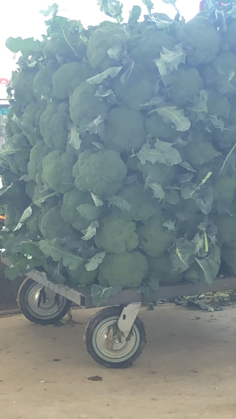 精品西蓝花大量有货