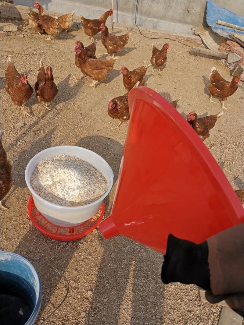 养鸡设备料桶饲料桶饮水器食桶食盆鸡鸭鹅自动下料桶