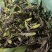 石橄榄中大果广西十万大山深山老林之中。