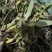 石橄榄中大果广西十万大山深山老林之中。