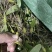 石橄榄中大果广西十万大山深山老林之中。