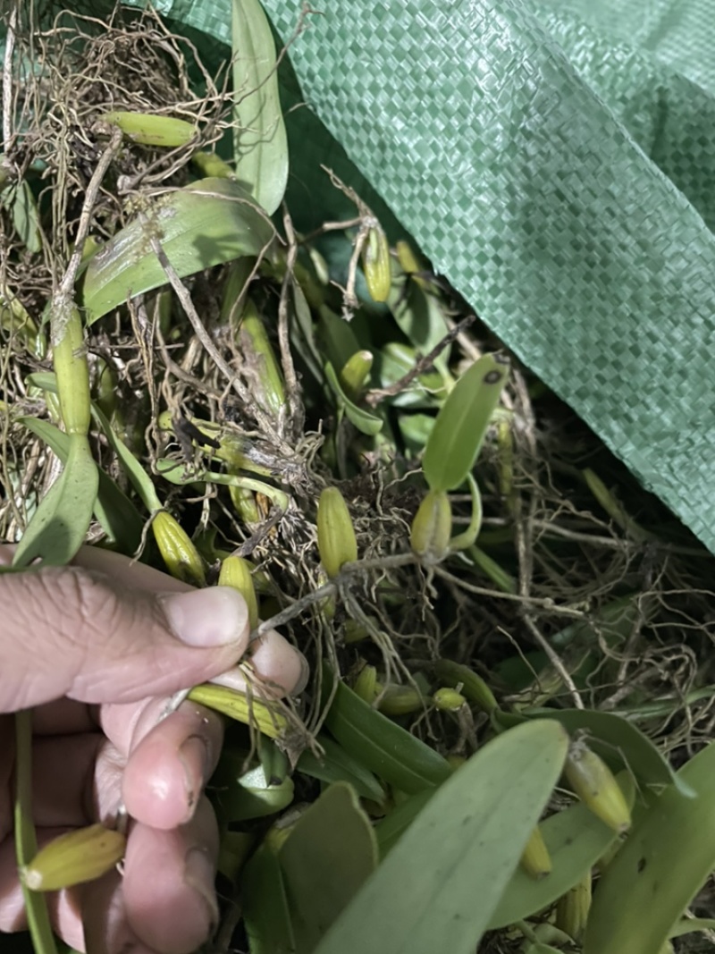 石橄榄中大果广西十万大山深山老林之中。