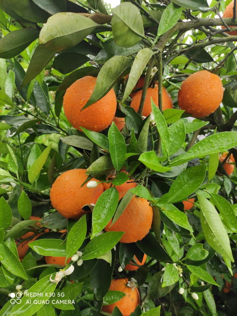 【好货】奉节纽荷尔脐橙，上千亩生态果园，电商可供货