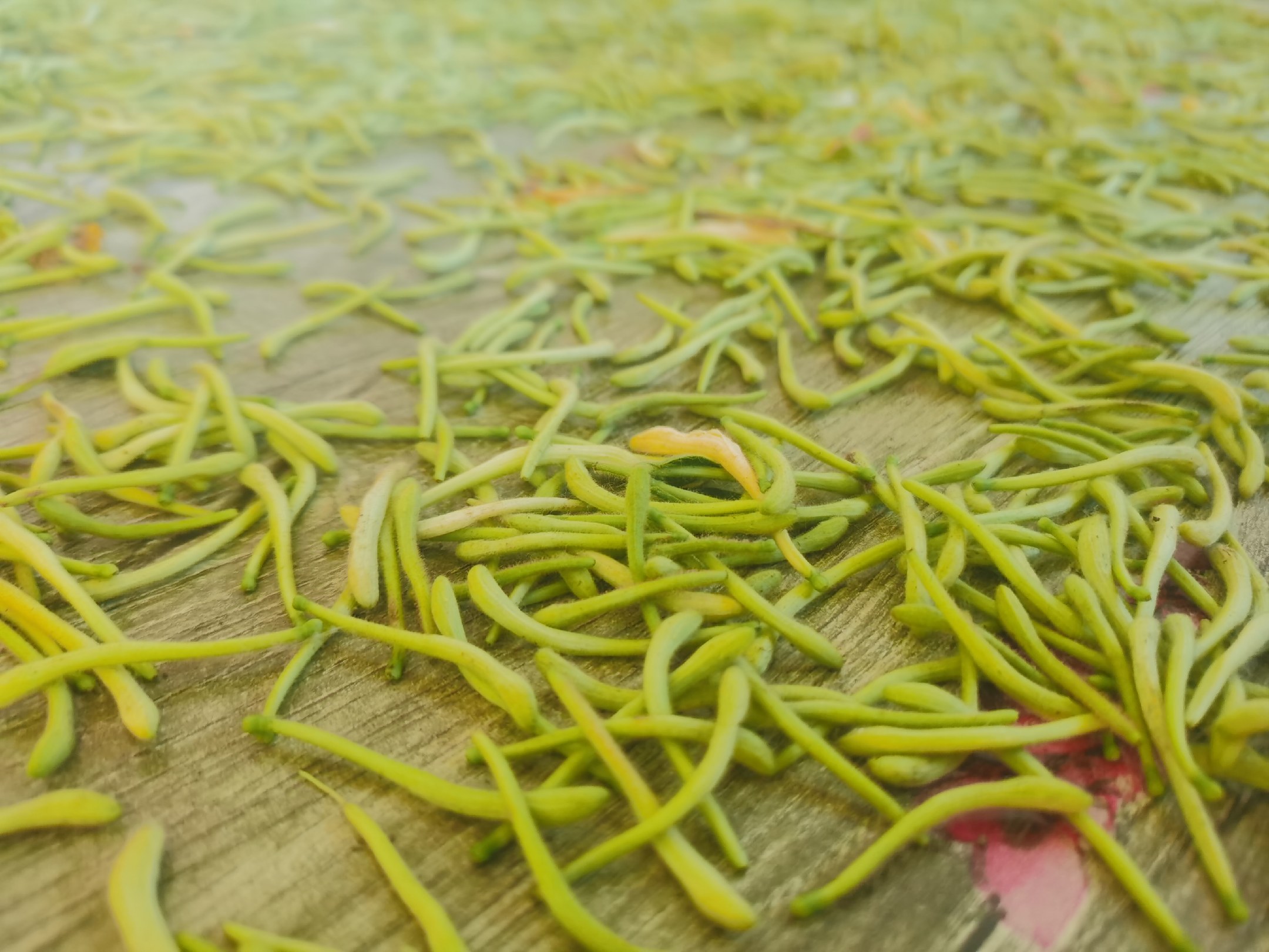 一朵完整的金丝皇菊干花平铺在白色陶瓷碟中,花瓣呈放射状金黄色丝线,中心花蕊饱满,背景为浅色木质桌面,光线柔和自然 金丝皇菊干花特写