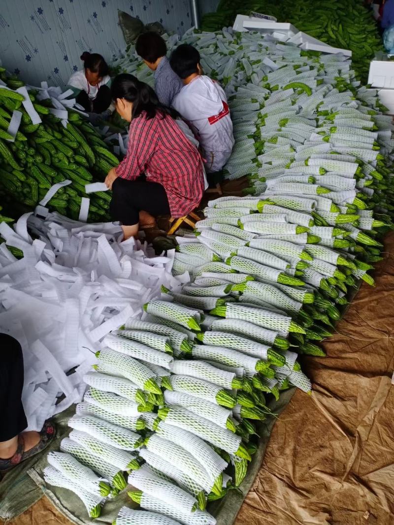 【推荐】苦瓜精品苦瓜优质货源产地直销商超直供