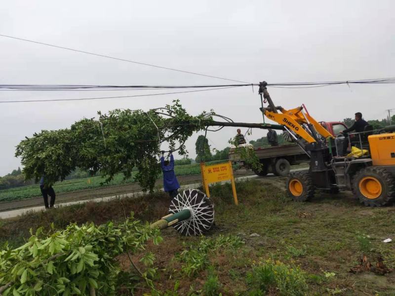 乐昌含笑价格成都乐昌含笑乐昌含笑基地绿化苗木供应