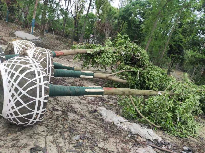 乐昌含笑价格成都乐昌含笑乐昌含笑基地绿化苗木供应