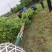 乐昌含笑价格成都乐昌含笑乐昌含笑基地绿化苗木供应
