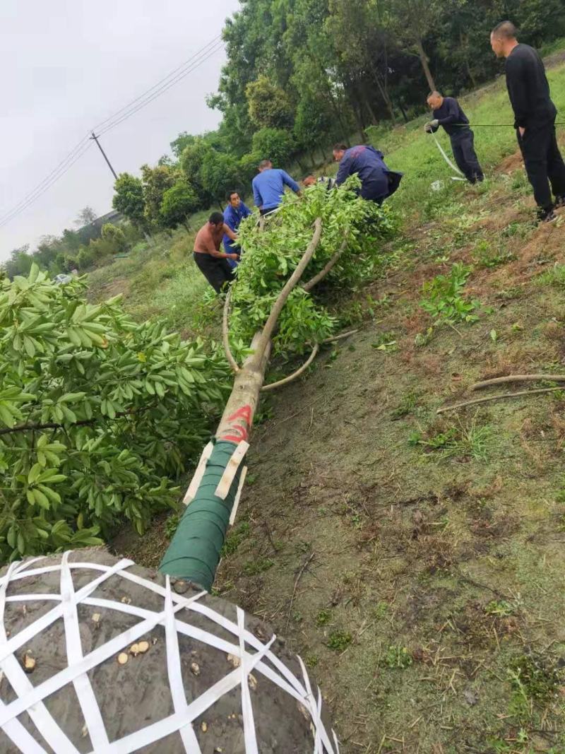 乐昌含笑价格成都乐昌含笑乐昌含笑基地绿化苗木供应