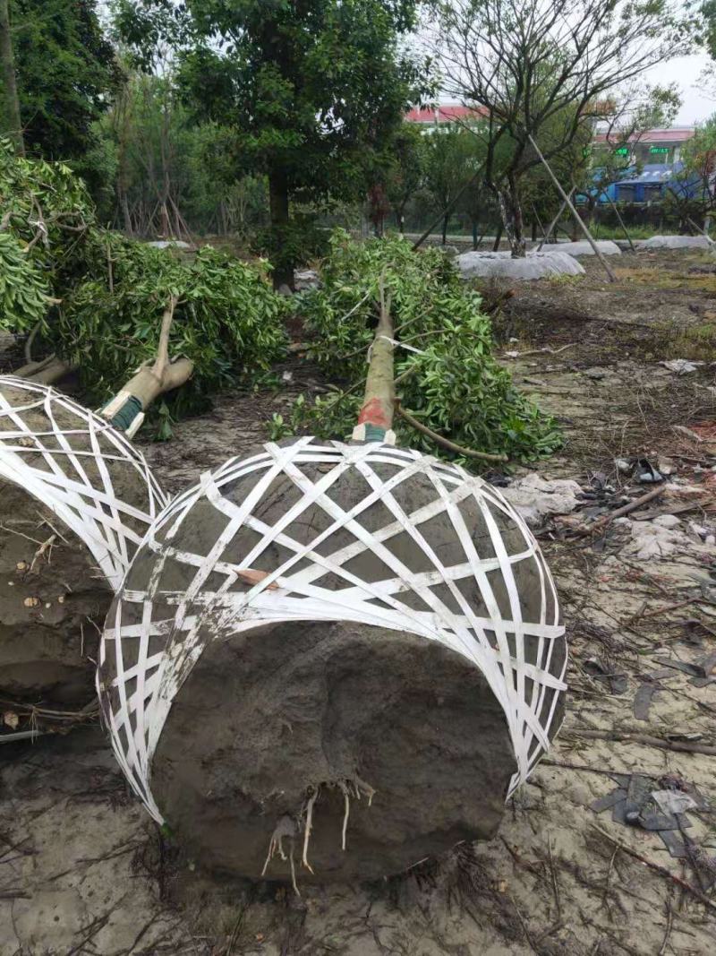乐昌含笑价格成都乐昌含笑乐昌含笑基地绿化苗木供应