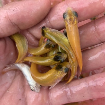 大量现货供应充足，本地场地直销金丝草鱼苗，欢迎前来选购。