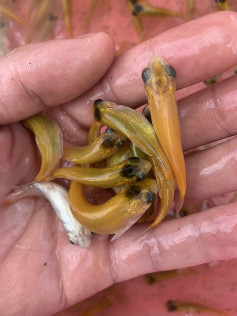 大量现货供应充足，本地场地直销金丝草鱼苗，欢迎前来选购。
