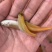 大量现货供应充足，本地场地直销金丝草鱼苗，欢迎前来选购。