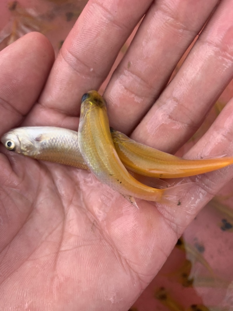 大量现货供应充足，本地场地直销金丝草鱼苗，欢迎前来选购。