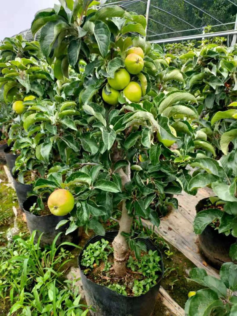 营养杯苹果树占地夏季成活率高