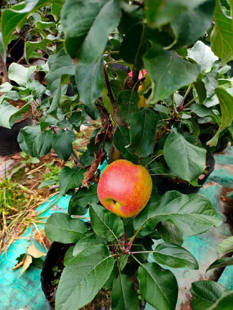 营养杯苹果树占地夏季成活率高