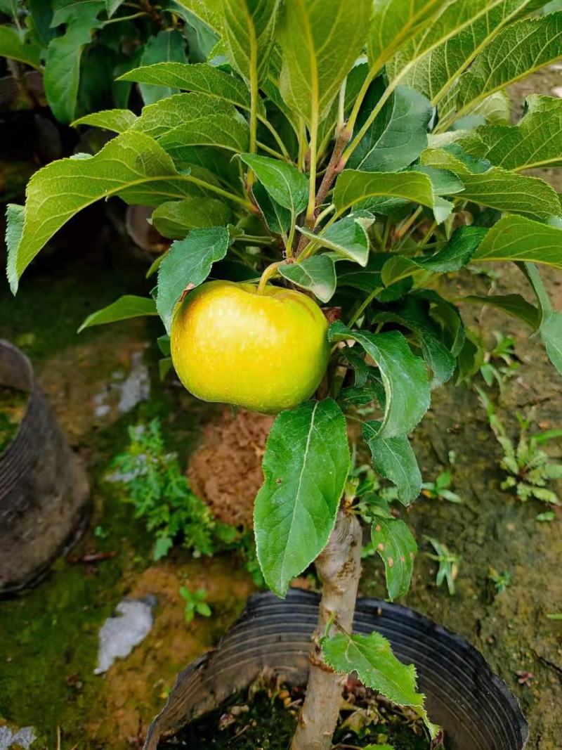 营养杯苹果树占地夏季成活率高
