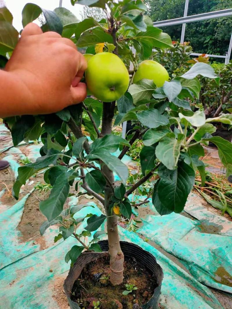 营养杯苹果树占地夏季成活率高