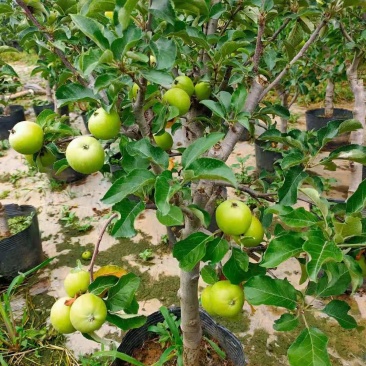 营养杯苹果树占地夏季成活率高