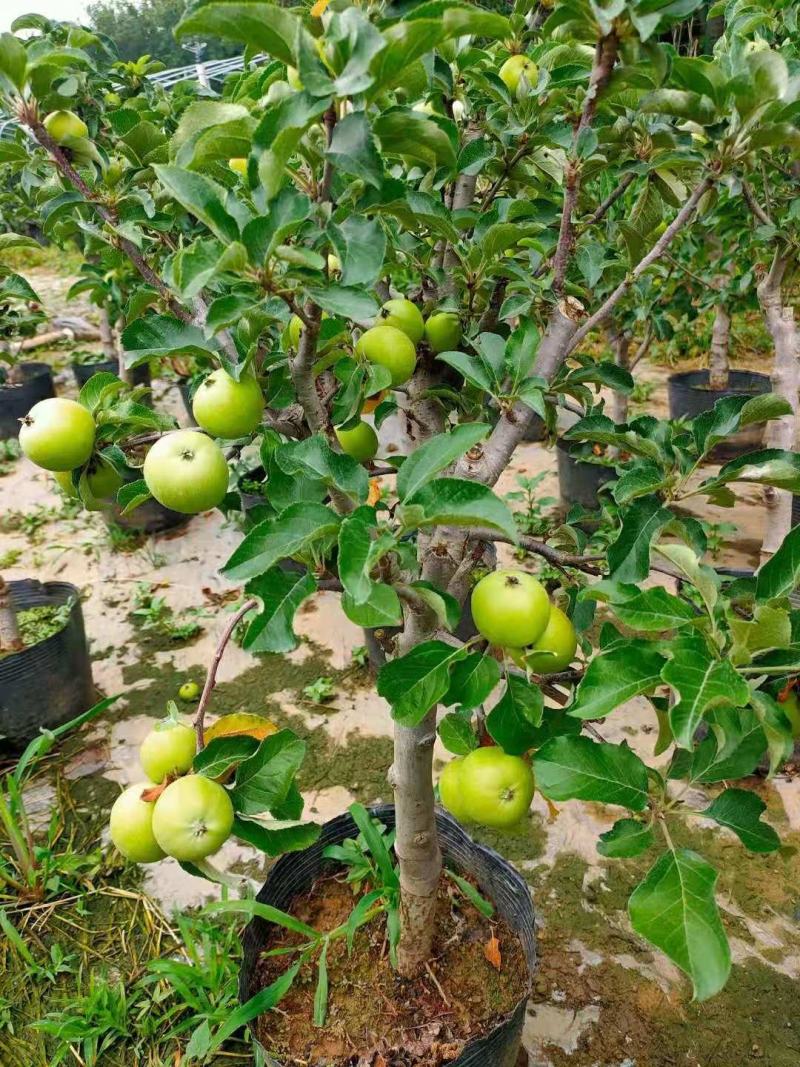 营养杯苹果树占地夏季成活率高