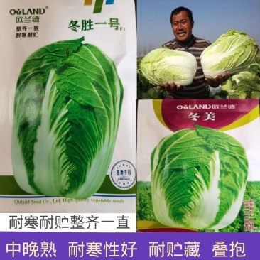 冬美冬胜一号大白菜种子耐寒耐贮抗病高产深绿叠抱