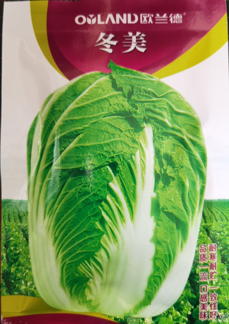 冬美冬胜一号大白菜种子耐寒耐贮抗病高产深绿叠抱
