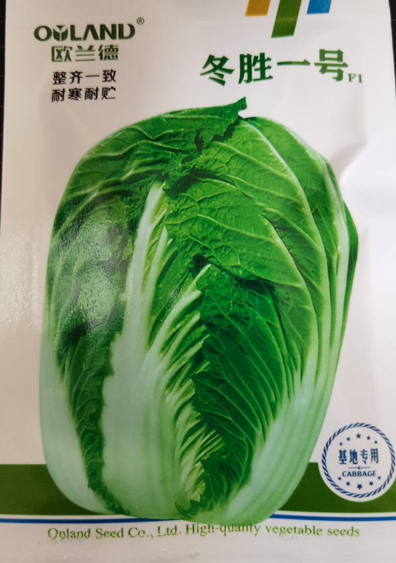 冬美冬胜一号大白菜种子耐寒耐贮抗病高产深绿叠抱