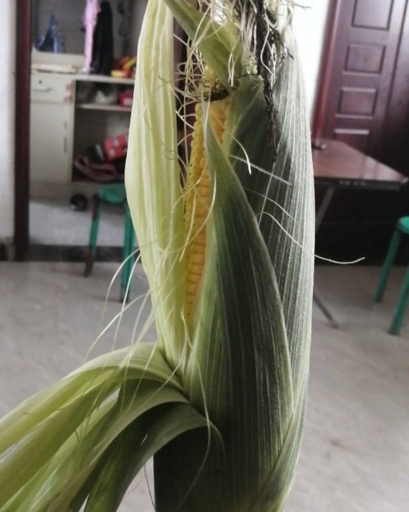 水果玉米，彩糯，大白7月份大量上市，产地一手货源