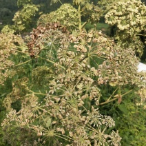 川白芷种植（包种植技术，包回收产品）