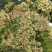川白芷种植（包种植技术，包回收产品）