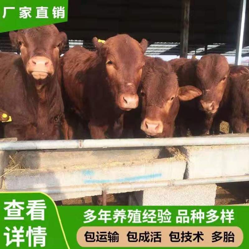 短角牛包回收，包技术，免费运输买十头送一头货源充足