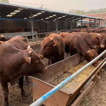 秦川牛犊，长势快，屠宰肉率高，包回收，货源充足