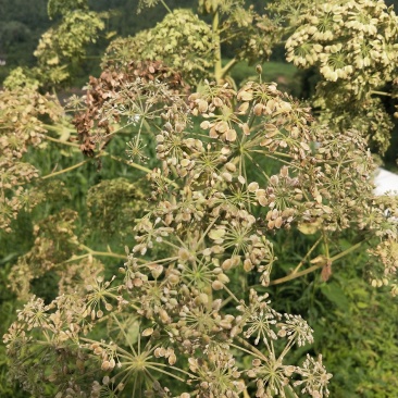 川白芷种子