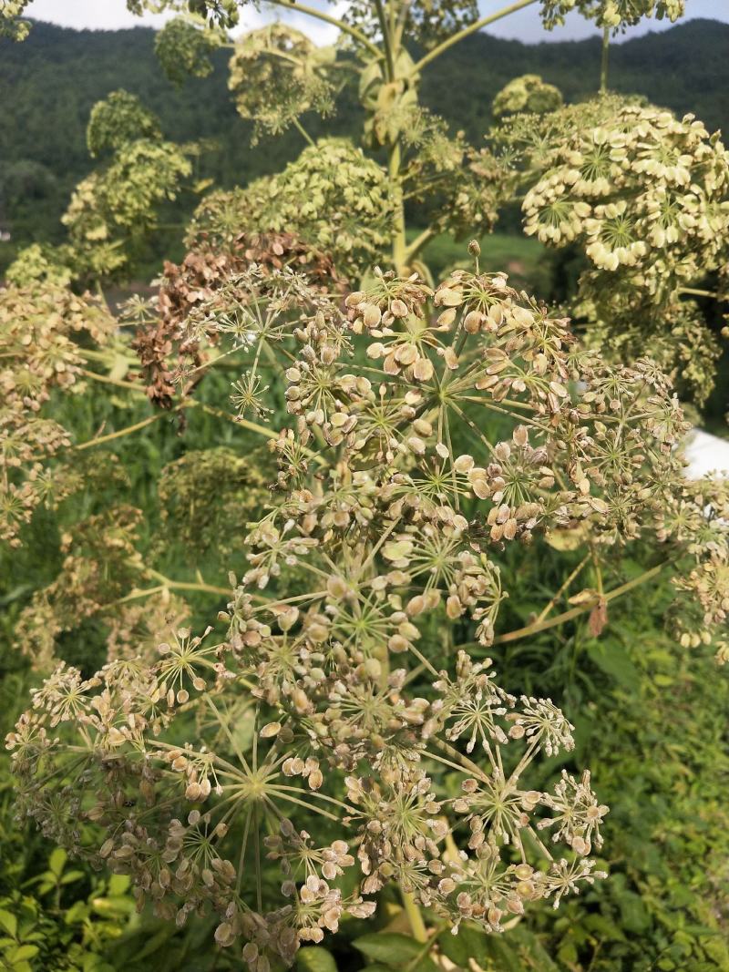 川白芷种子