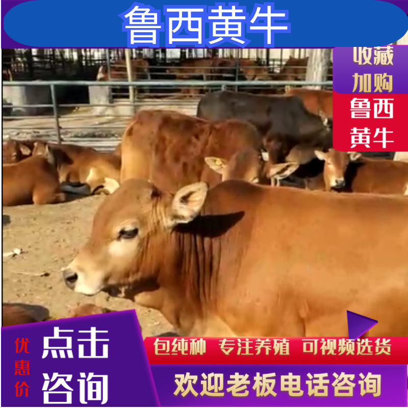 黄牛犊肉质好，长势快，包回收，货源充足，自由挑选