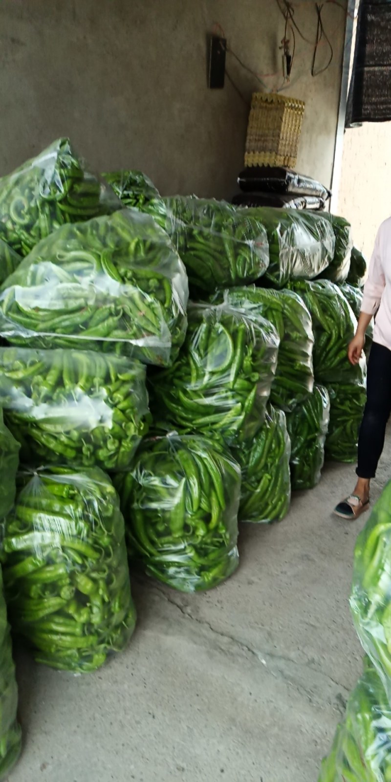 鲜尖椒
