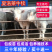 夏洛莱牛犊，改良肉牛，免费运输，包回收，买十头送一头