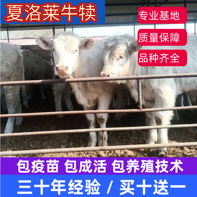 夏洛莱牛犊，改良肉牛，免费运输，包回收，买十头送一头