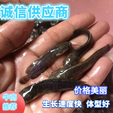 【塘角鱼苗】三黄塘角鱼苗.快大型塘角鱼苗.优良品种.