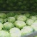 高山包菜、莲花白、量大长期有货、欢迎新老顾客光临！